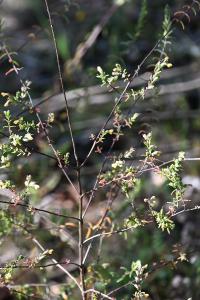 <i>Odontites jaubertianus</i>