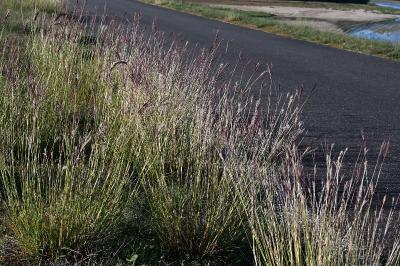 <i>Bothriochloa ischaemum</i>