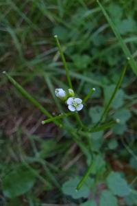 <i>Cardamine flexuosa</i>