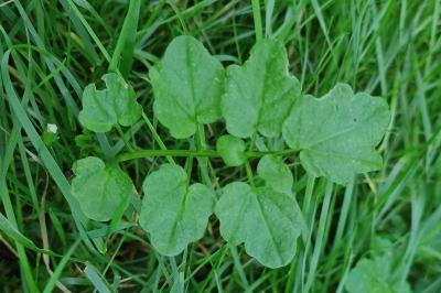 <i>Cardamine flexuosa</i>