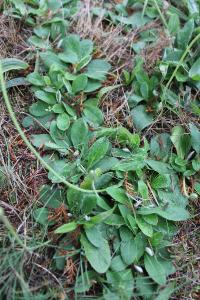 <i>Pilosella officinarum</i>