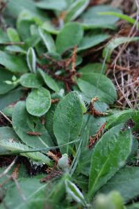 <i>Pilosella officinarum</i>