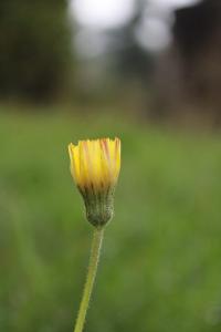 <i>Pilosella officinarum</i>