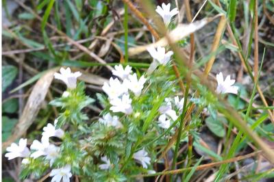 <i>Euphrasia stricta</i>