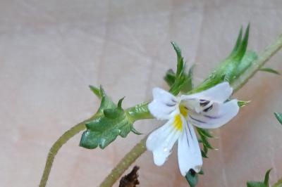 <i>Euphrasia stricta</i>