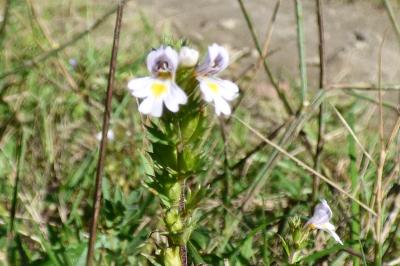 <i>Euphrasia stricta</i>