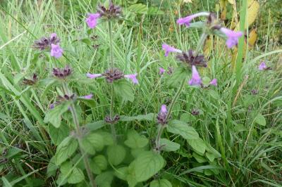 <i>Clinopodium vulgare</i>