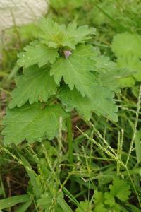 <i>Lamium hybridum</i>