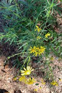 <i>Senecio inaequidens</i>