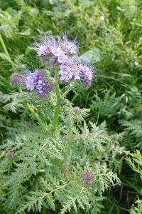 <i>Phacelia tanacetifolia</i>