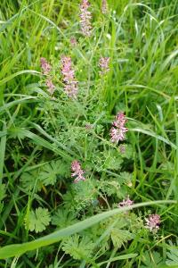 <i>Fumaria officinalis</i>