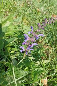 <i>Salvia pratensis</i>