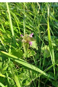 <i>Lamium hybridum</i>