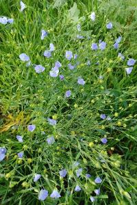 <i>Linum usitatissimum subsp. usitatissimum</i>