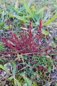 <i>Crassula tillaea</i>