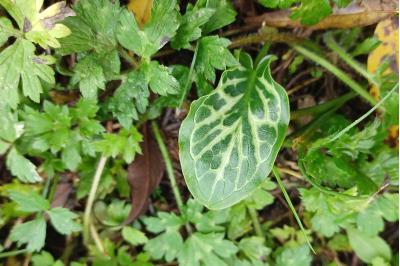 <i>Arum italicum</i>