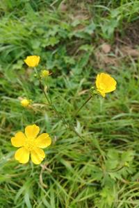 <i>Ranunculus acris</i>