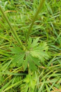 <i>Ranunculus acris</i>
