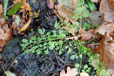 <i>Oenanthe aquatica</i>