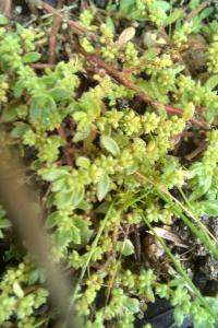 <i>Herniaria hirsuta</i>