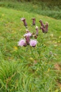 <i>Cirsium arvense</i>