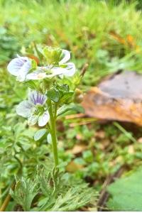 <i>Veronica serpyllifolia</i>
