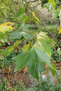 <i>Platanus x hispanica</i>