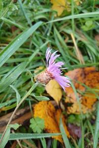 <i>Centaurea jacea</i>