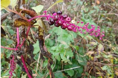 <i>Phytolacca americana</i>