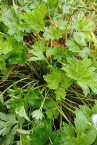 <i>Ranunculus repens</i>