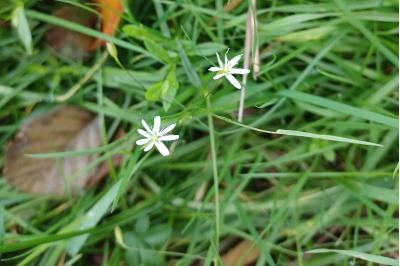 <i>Stellaria graminea</i>