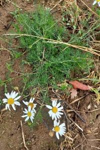 <i>Tripleurospermum inodorum</i>