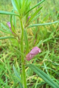 <i>Misopates orontium</i>