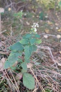 <i>Teucrium scorodonia</i>