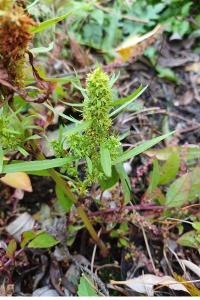 <i>Rumex maritimus</i>