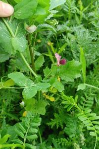 <i>Pisum sativum</i>