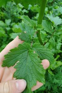 <i>Sinapis arvensis</i>
