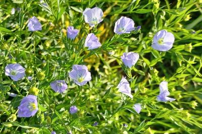 <i>Linum usitatissimum subsp. usitatissimum</i>