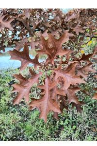 <i>Quercus palustris</i>