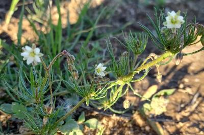 <i>Spergula arvensis</i>