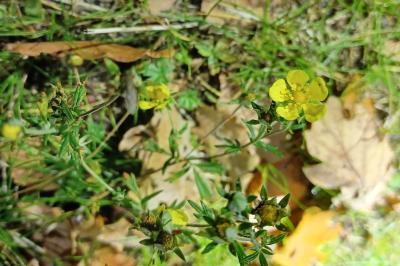 <i>Potentilla neglecta</i>