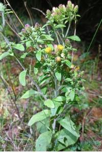 <i>Inula conyzae</i>