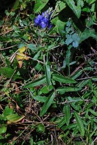 <i>Veronica bastardii</i>