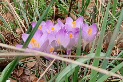 <i>Crocus vernus</i>