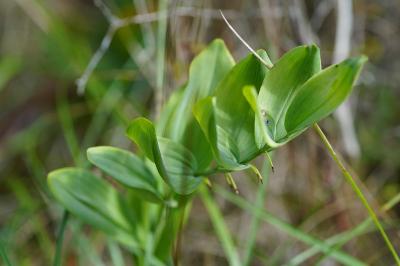 <i>Polygonatum odoratum</i>