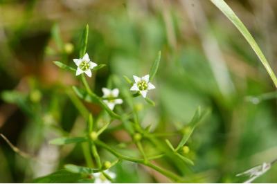 <i>Thesium humifusum subsp. humifusum</i>