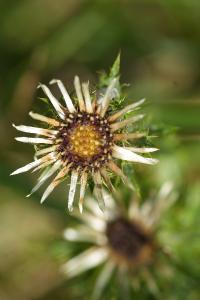 <i>Carlina vulgaris</i>