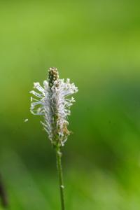 <i>Plantago media</i>