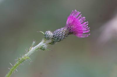 <i>Cirsium palustre</i>