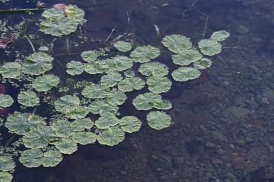<i>Hydrocotyle ranunculoides</i>